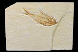 Bargain, Fossil Fish (Diplomystus) - Wyoming #162521-1